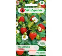 Fresa Tresca - para plantar en tierra