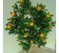Full Fruiting Faux Pomegranate Tree, Artificial Green Leaf Fruit, Maintenance Free Potted Plant for Indoor Decor, Wedding & Retail Store Display(1.8mx1.5m)