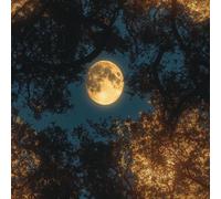 Genérico Bosque Vista Nocturna Papel Pintado Autoadhesivo Luna 44x600 cm Papel de Pared Removible Impermeable Estilo Vinilo PVC Pegatina es Estante del cajón de la cubierta del rodillo A-263