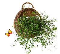 Generico Cesta trenzada de pared - Macetero natural colgante, cestas para pared | para boda, cocina, dormitorio, casa, jardín, dormitorio, salón, plantas, estilo rústico