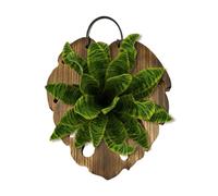 Genérico Macetero De Aire - Madera 24×21cm | Tablero De Helecho Cuerno De Montado En La Pared con Forma De Cola De | Maceta | Exhibición De Plantas De Madera Montada En La Pared para Plantas Aéreas,