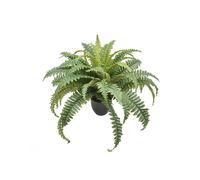 GERIMPORT MACETA BOSTON FERN X 49 LVS- 49CM