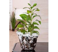 GILDE Jarrón Petunia de Cristal Negro y Blanco, diámetro de 20 cm, decoración para el hogar, jarrón de Flores, decoración de Mesa