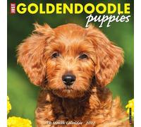 Willow Creek Press, Just Goldendoodle Puppies Calendario de pared 2027