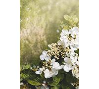 Gratitude Journal: The Power of Gratitude
