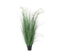 Grevillea Planta Blanco C-Pot X9F H150