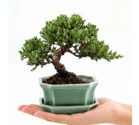 HappySeed Maceta para bonsái (pequeña) de cerámica con Plato en Verde Jade - Maceta para bonsái Angular presentación de su bonsái de Interior - 11 x 6,5 x 9 cm