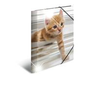 HERMA 19328 Carpeta de dibujo Animales brillante con motivo Gatos, A4, plástico resistente, con impresión interior, carpeta de 1 palmo