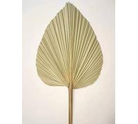 Hojas secas de Palmera, Abanico de Hojas de Palma Naturales, decoración de Pared, decoración de la Boda (4)