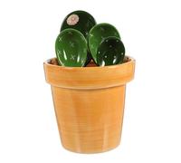 HOOWIFFY 1 Juego Cucharas Medidoras con Diseño de Cactus Original Base para Almacenamiento Cucharas Dosificadoras Resistentes y Fáciles de Limpiar para Repostería y Gadgets de Cocina