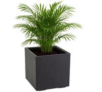 HowHomely Macetero negro 40 x 40 x 40 cm, con ruedas, estructura de hormigón, moderna, para jardín, balcón, terraza