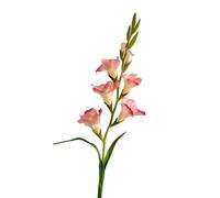 HUFFA Arreglo Floral Artificial de Flor Espada con Ramas de Pegamento Suave for decoración del hogar, Perfecto for Sala de Estar y floricultura(Rojo)