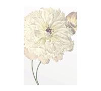 Ilustración Dahlia - Tamaño: 50 x 70 cm - Comar - Póster de pared, póster artístico (sin marco) PURE Boutique