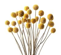 Jangostor 20 Piezas Billy Balls secas, 43cm Flores de Bolas de Billy Amarillas Flores Secas Craspedia Planta secas Naturales para la Boda de la decoración de Acción de Gracias