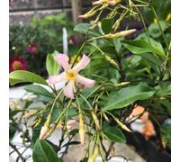 jazmín estrella a prueba calor fácil cultivar jardín exótico 300semillas