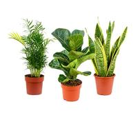 Juego de 3 plantas de interior de fácil cuidado prémium, fácil de limpiar, palmera, higuera, cáñamo con arco, altura aprox. 40 cm, diámetro de maceta de 12 cm