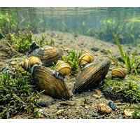 Juego de filtros orgánicos para estanques de jardín, biofiltro natural, arma milagrosa contra algas, habitantes de animales pacíficos, 3 conchas de estanque y 3 caracol de tapa de pantano
