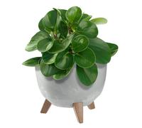 KADAX Maceta Decorativa de Plástico con Soporte Integrado, Macetero con Tres Patas de Imitación Madera para Interior y Exterior (Hormigón Gris, 24 cm)