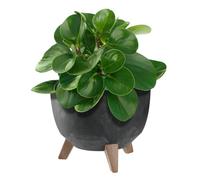 KADAX Maceta Decorativa de Plástico con Soporte Integrado, Macetero con Tres Patas de Imitación Madera para Interior y Exterior (Hormigón Negro, 24 cm)