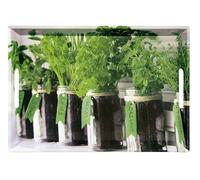 Kesper Bandeja para Servir 77334, diseño de Herbs, 50 x 35 x 4,5 cm