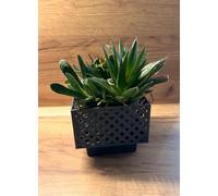 Kimmel Macetero Cuadrado de 13 cm, Color Gris, Juego de 2 maceteros para orquídeas, maceteros Decorativos