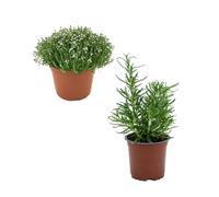 Kit Plantas Cocina: 1 Tomillo + 1 Romero Plantas Naturales de Interior o Exterior
