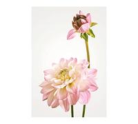 Komar Dahlia - Tamaño: 50 x 70 cm Póster de pared, póster de arte (sin marco) PURE Boutique
