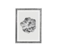 Komar Marco de fotos de madera con póster Succulent Aeonium como set - Tamaño: 30 x 40 cm - Mural, decoración, flor, blanco y negro