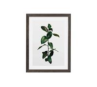 Komar Marco de fotos de madera gris piedra con póster artístico Elastica Leaf como set - Tamaño: 30 x 40 cm - Mural, decoración, planta