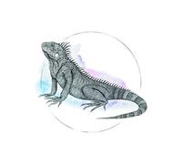Komar P077B - Póster de Acuarela de Iguana, sin Marco, 40 x 50 cm, 40 x 50 cm (Ancho x Alto)