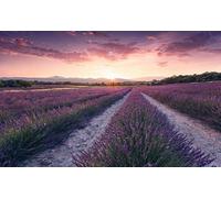 Komar SHX9-052 Lavender Dream - Papel pintado fotográfico (fieltro, XXL, decoración, paisaje, dormitorio, salón, oficina, pasillo, 450 x 280 cm), multicolor