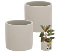 KOTARBAU Maceta cerámica cilíndrica Grande, Estilo étnico, 16 cm de diámetro y 15 cm de Altura. Incluye 2 Unidades. Maceta de cerámica con Aspecto de hormigón, Maceta pequeña de cerámica.