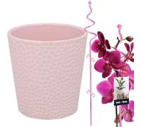 KOTARBAU® Maceta de cerámica rosa esmaltada de 15 cm con soporte para plantas, PVC rosa, 58 cm, maceta para orquídeas de cerámica con soporte para flores, maceta, soporte para plantas