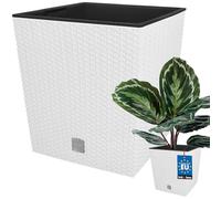 KOTARBAU® Macetero con Maceta Interior, 260 mm, Ratan sintético, Blanco, Maceta Rato con patrón de Trenzado Que imita el Mimbre, Maceta Interior separada, extraíble, Cesta