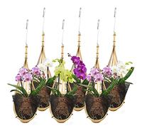 Lanccona Maceta Colgante de orquídea de 5 Pulgadas, Paquete de 6 con Ganchos de Plantas Estilo Nido de pájaros, Hecha a Mano, Cesta Colgante de bambú tailandés para Enrejado, cenador Interior y