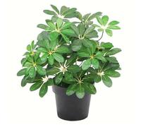 Leaf Arboricola Artificial de Hoja perenne, arbusto Verde Claro, 55 cm