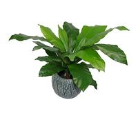Leaf Artificial Bird's Nest Helecho Planta Negro Maceta de plástico, 60 cm (LEAF-7050)