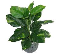 Leaf Design UK - Follaje Artificial Realista con Maceta, 60 cm, Hiedra de diablos, 60 cm, AZ-Foliage