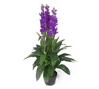 Leaf Design UK - Planta Artificial de orquídea, 100 cm, Color Lila