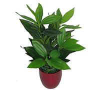 Leaf Design UK - Planta de follaje Artificial Grande Realista con Maceta, 70 cm, Hoja perenne