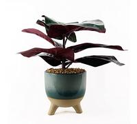 Leaf Design UK - Planta de follaje Artificial Grande Realista con Maceta, Planta ficus, 35 cm