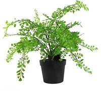 Leaf Design UK - Planta de follaje Artificial Grande Realista con Palmera en Maceta, 50 cm, AZ-Foliage
