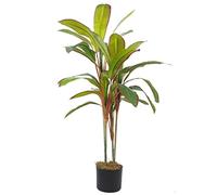 Leaf Hoja 100 cm Planta Tropical en Maceta, Dracaena Grande