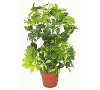 Leaf Hoja 75cm Artificial Schefflera Arboricola Planta Paraguas Árbol Oro Capella