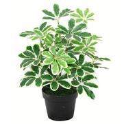 Leaf Maceta Artificial Schefflera Arboricola (Umbrella Tree), Color Negro, 55 cm