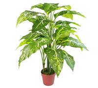 Leaf - Planta Artificial (100 cm), diseño de Zorro, Color Verde y Negro