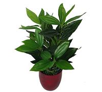 Leaf - Planta Artificial de Hoja perenne (70 cm), Color Negro