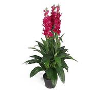 Leaf Planta de orquídea Artificial de 100 cm, Extra Grande en Maceta de plástico Negro, Rosa Oscuro (LEAF-7076)