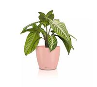 Lechuza - Maceta Classico Color 14 Deco Magnolia, Superficie Mate, diámetro 15 x 13,5 cm, 16684