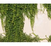 Livingwalls - Papel pintado fotográfico (2,80 x 3,71 m), diseño de hiedra, color verde